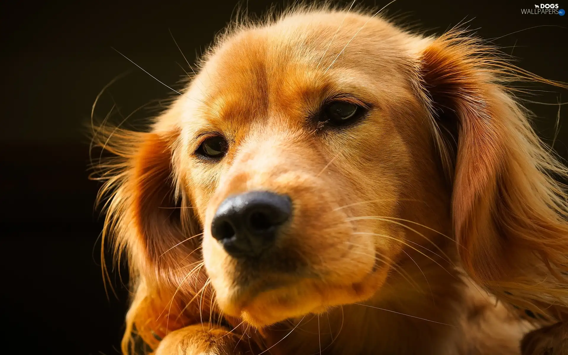 muzzle, Golden Retriever, doggy