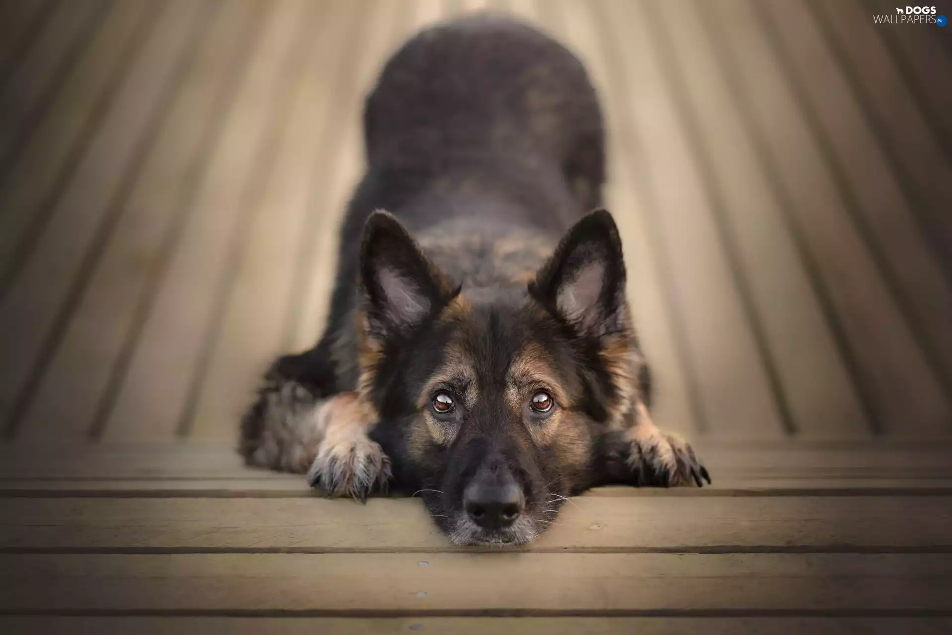 dog, muzzle, Eyes, German Shepherd