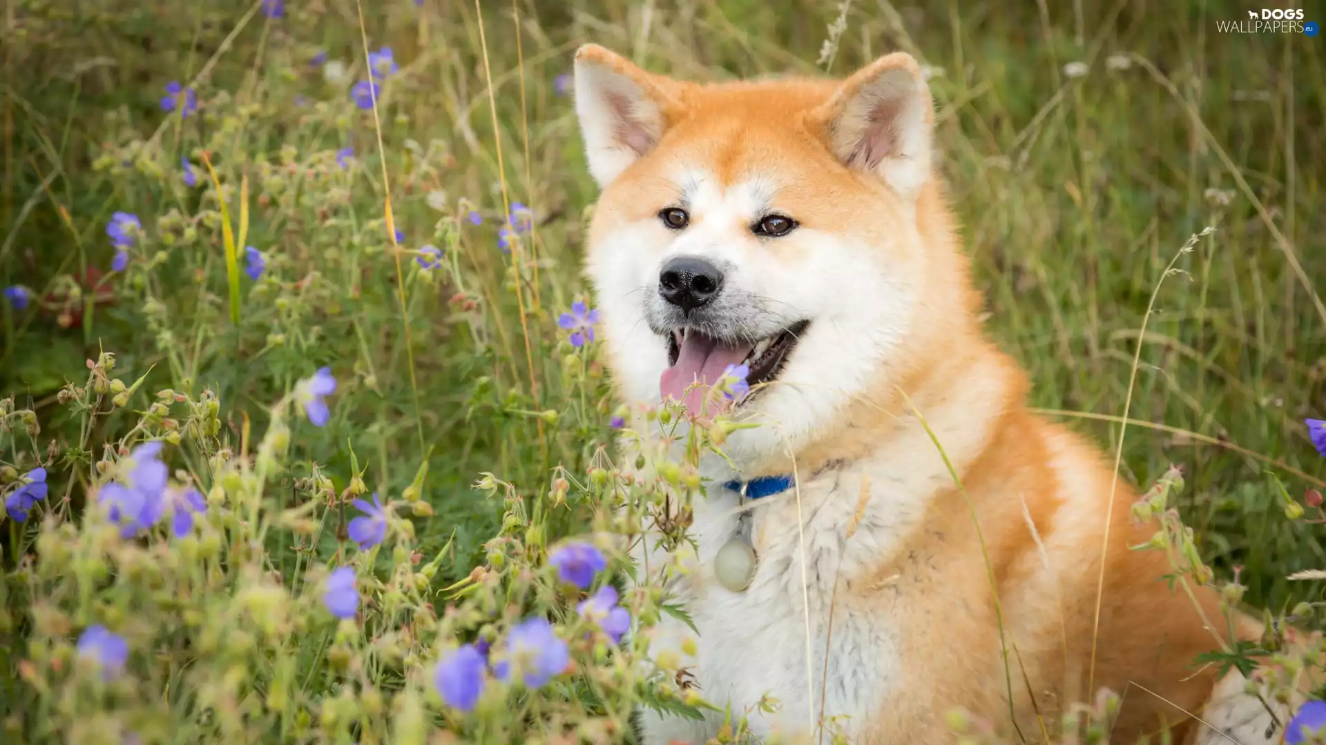muzzle, Shiba inu, Meadow, Tounge, dog, Flowers, dog-collar