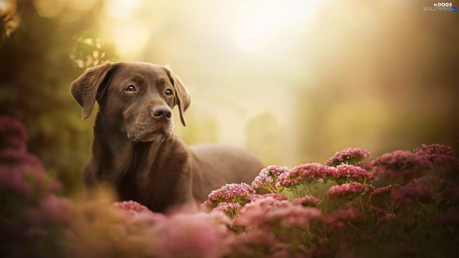 dog, muzzle, Flowers, Labrador Retriever