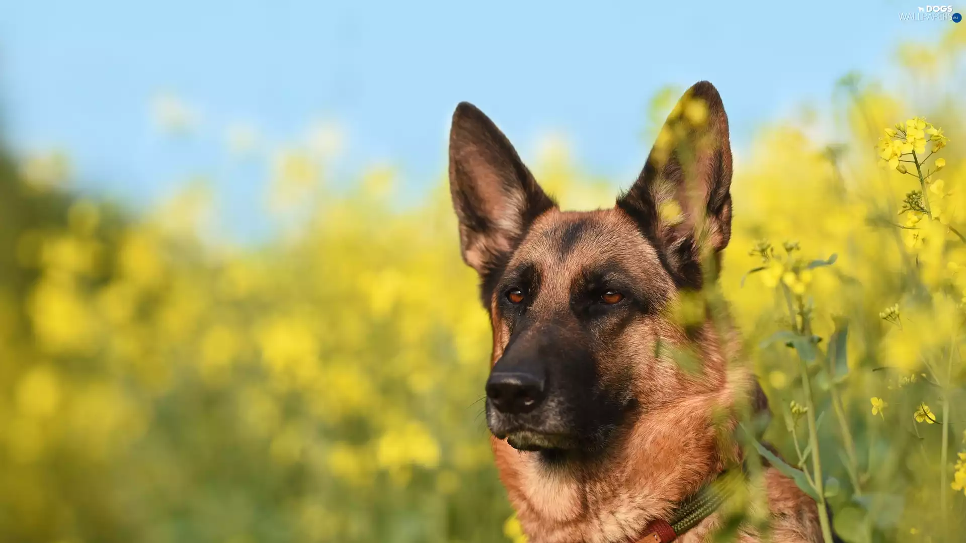 dog, muzzle, Flowers, German Shepherd