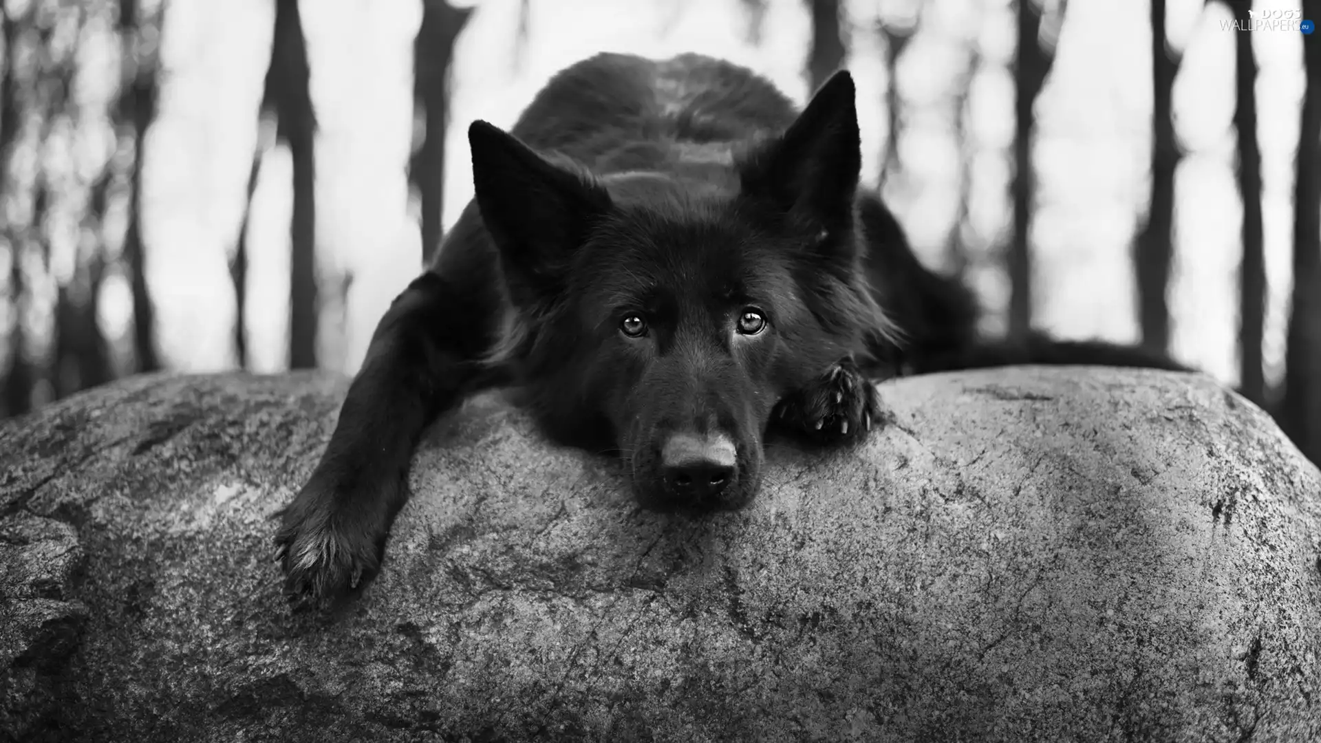muzzle, dog, trees, viewes, stone, Black German Shepherd Dog