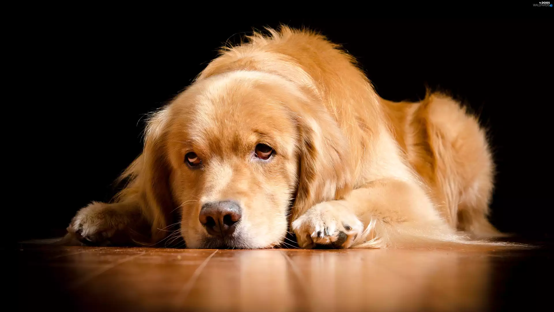 dog, muzzle, Golden Retriever, sad