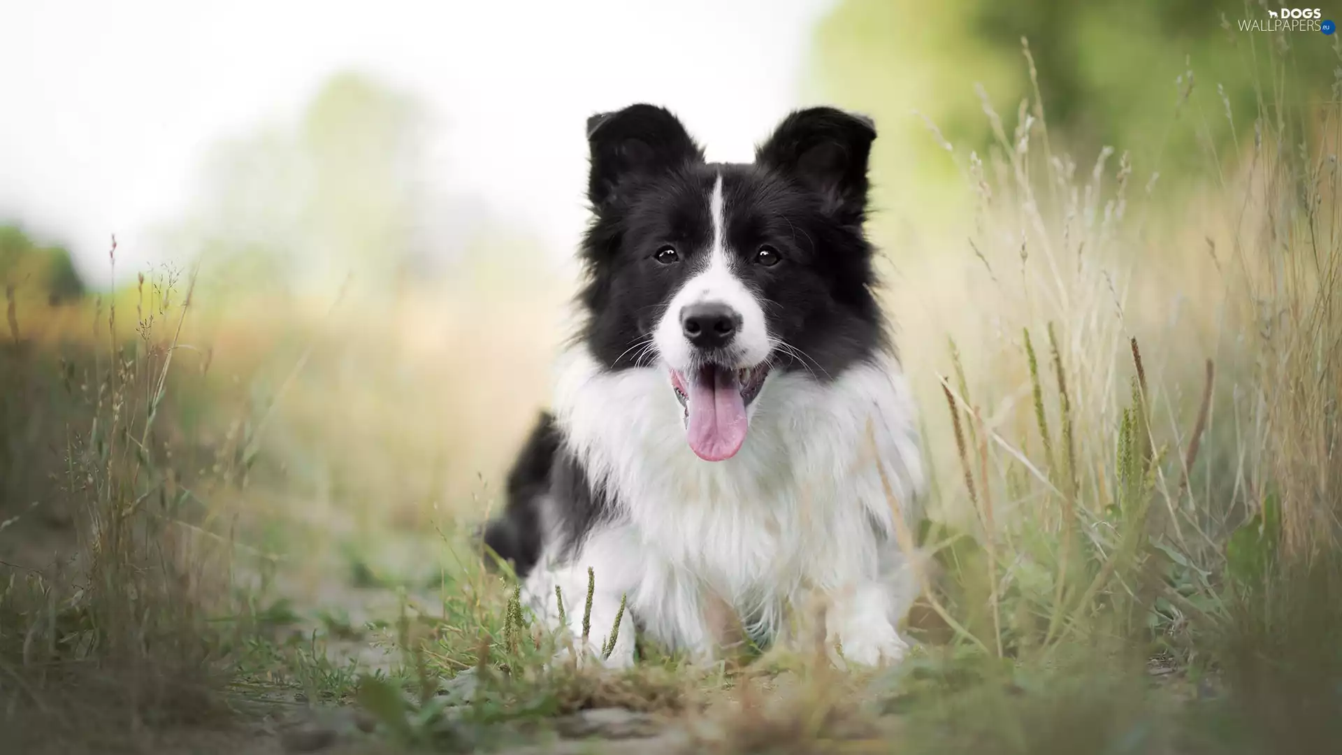 dog, muzzle, grass, Border Collie