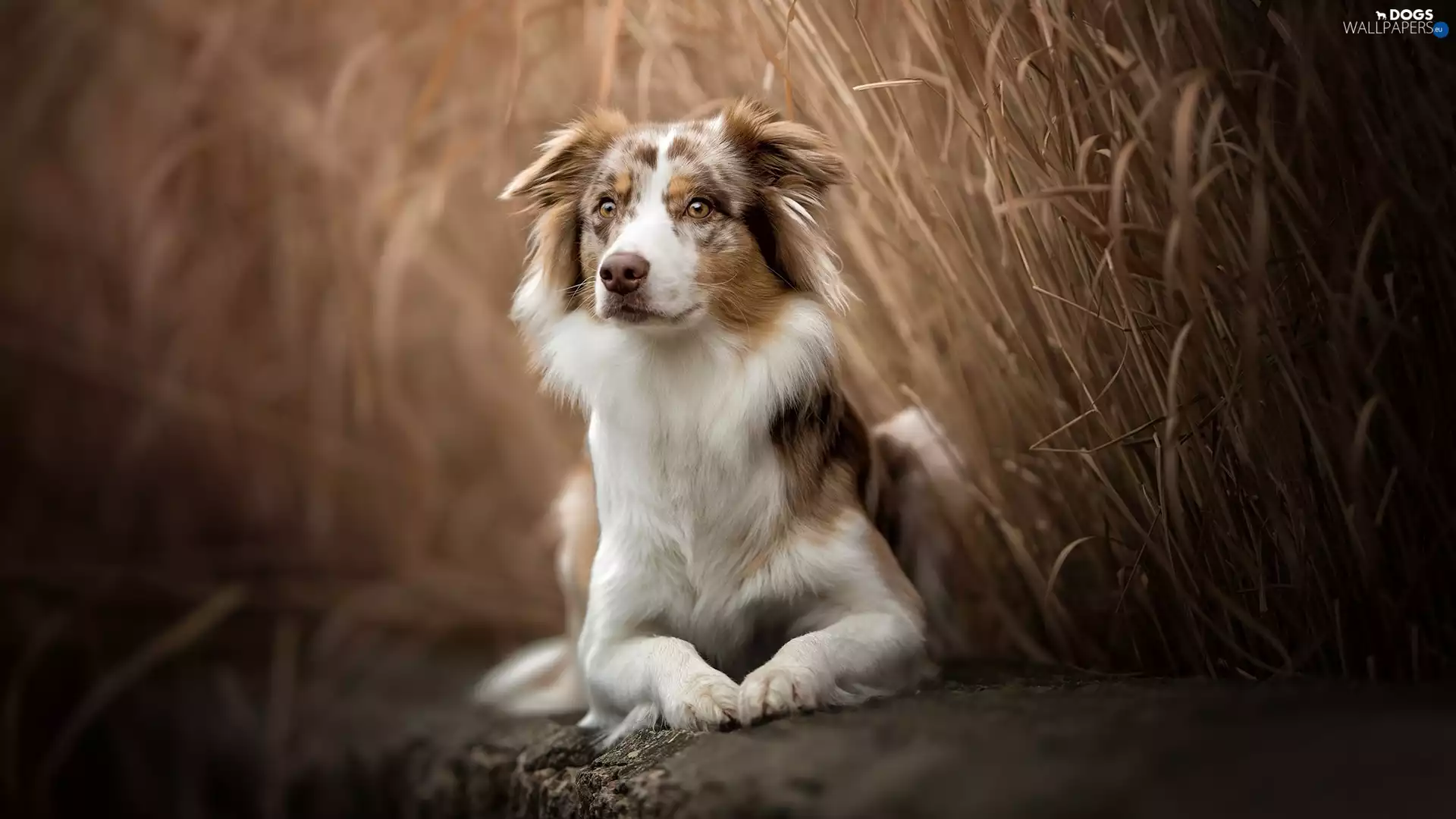 dog, muzzle, grass, Australian Shepherd
