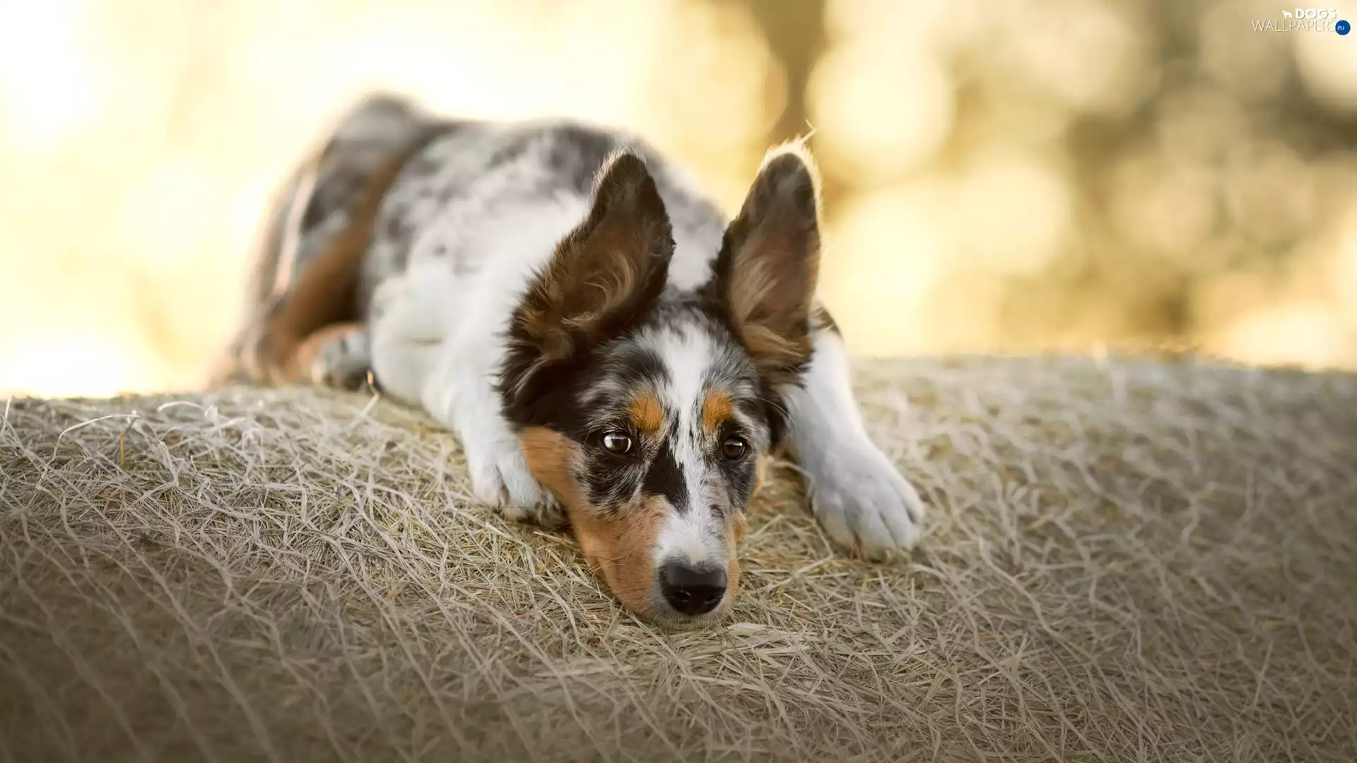 dog, muzzle, Hay, Border Collie