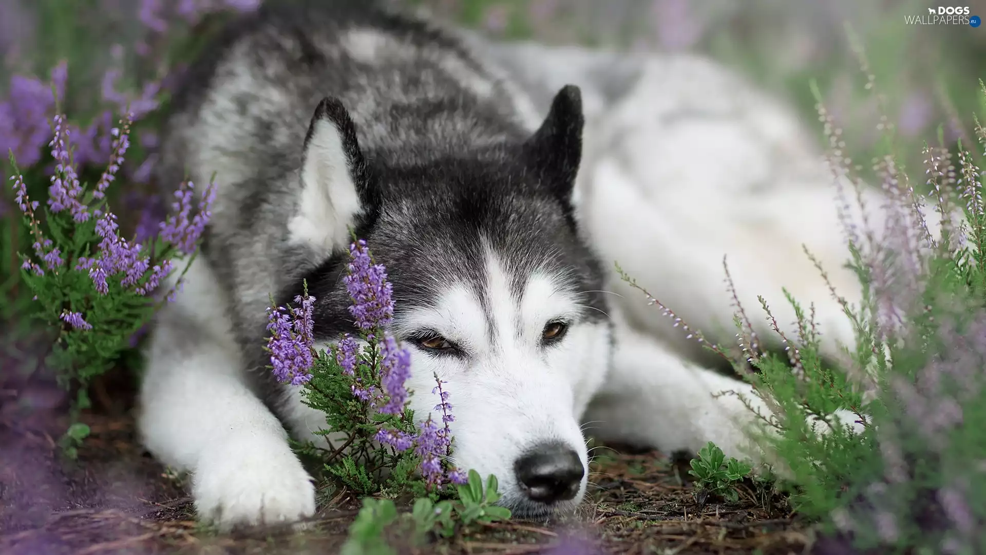 dog, muzzle, heather, Siberian Husky