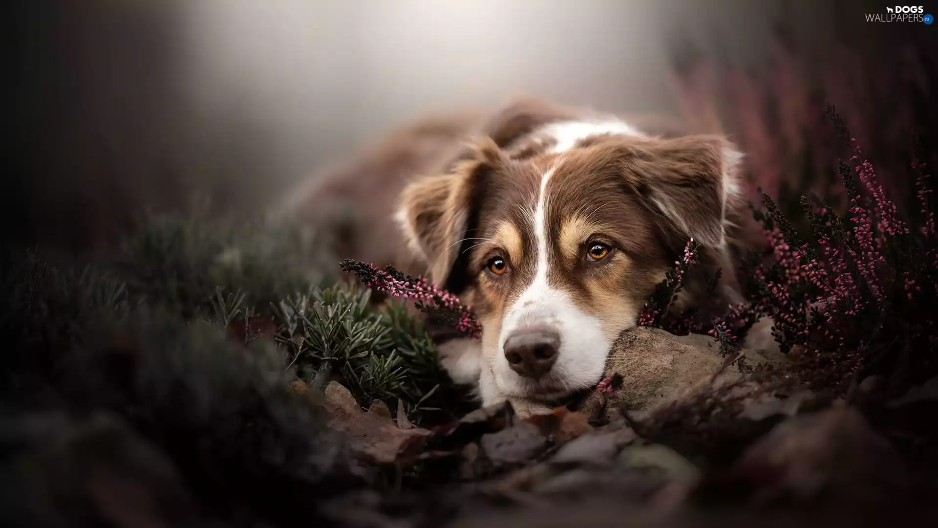 dog, muzzle, heather, Australian Shepherd
