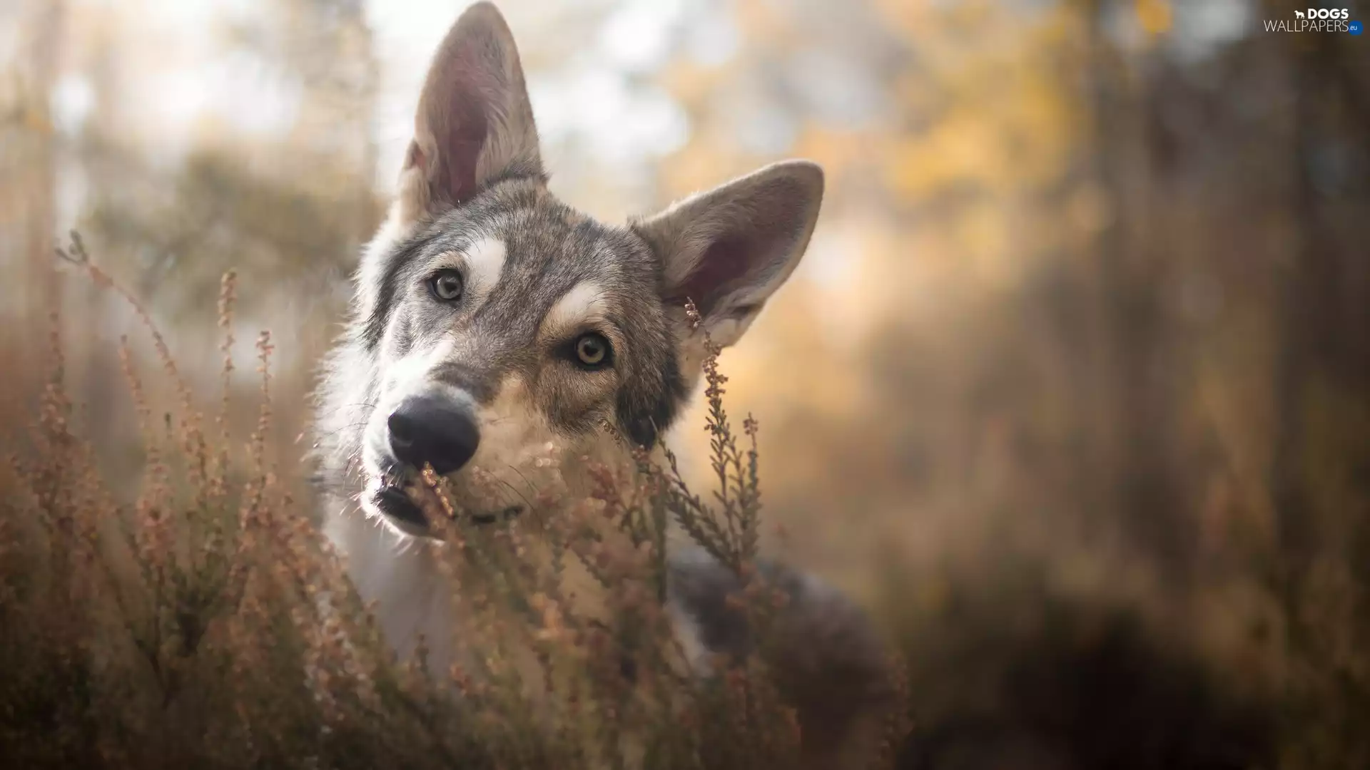 dog, muzzle, heather, Czechoslovakian Wolfdog