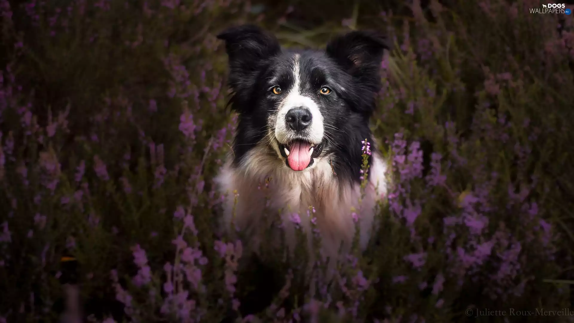 dog, muzzle, heathers, Border Collie