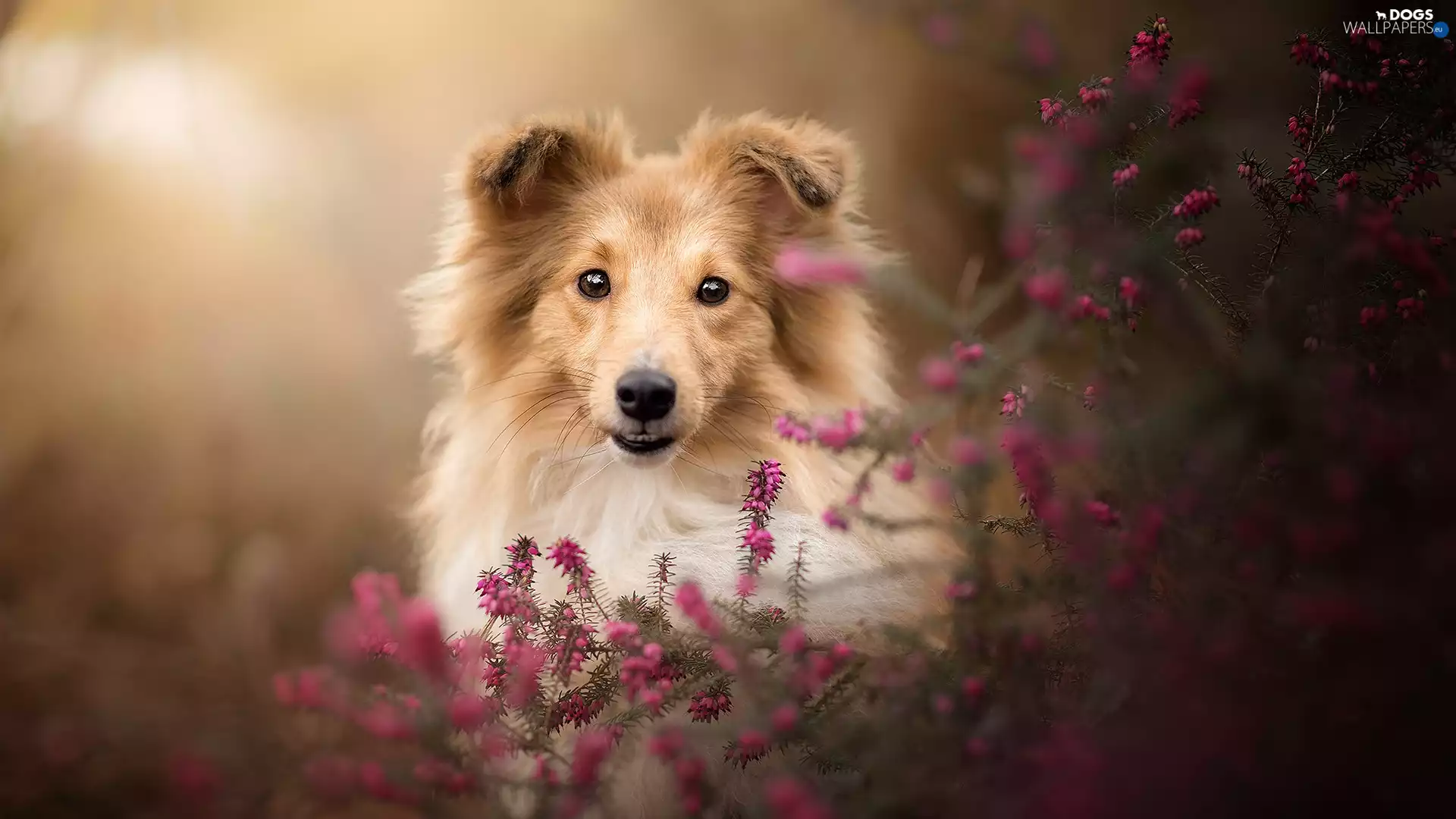 dog, muzzle, heathers, shetland Sheepdog