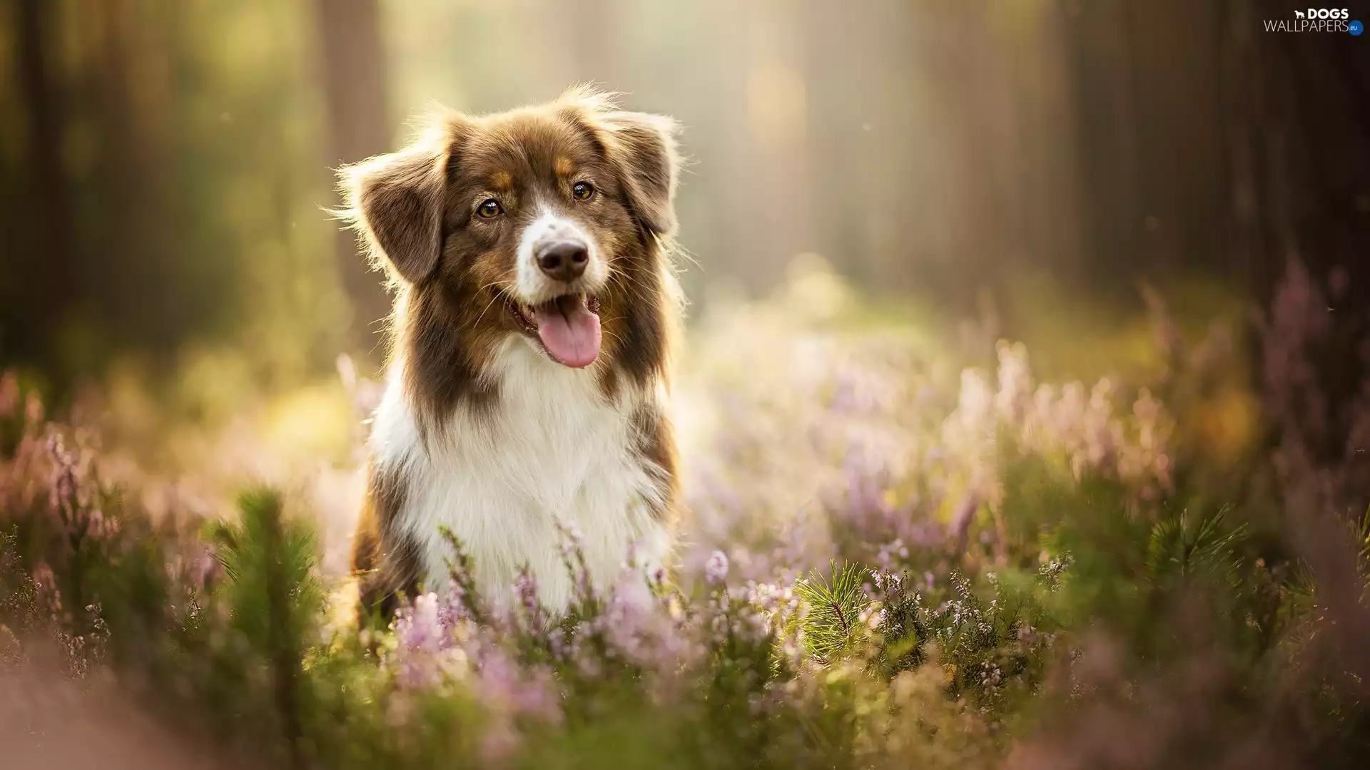 dog, muzzle, heathers, Australian Shepherd