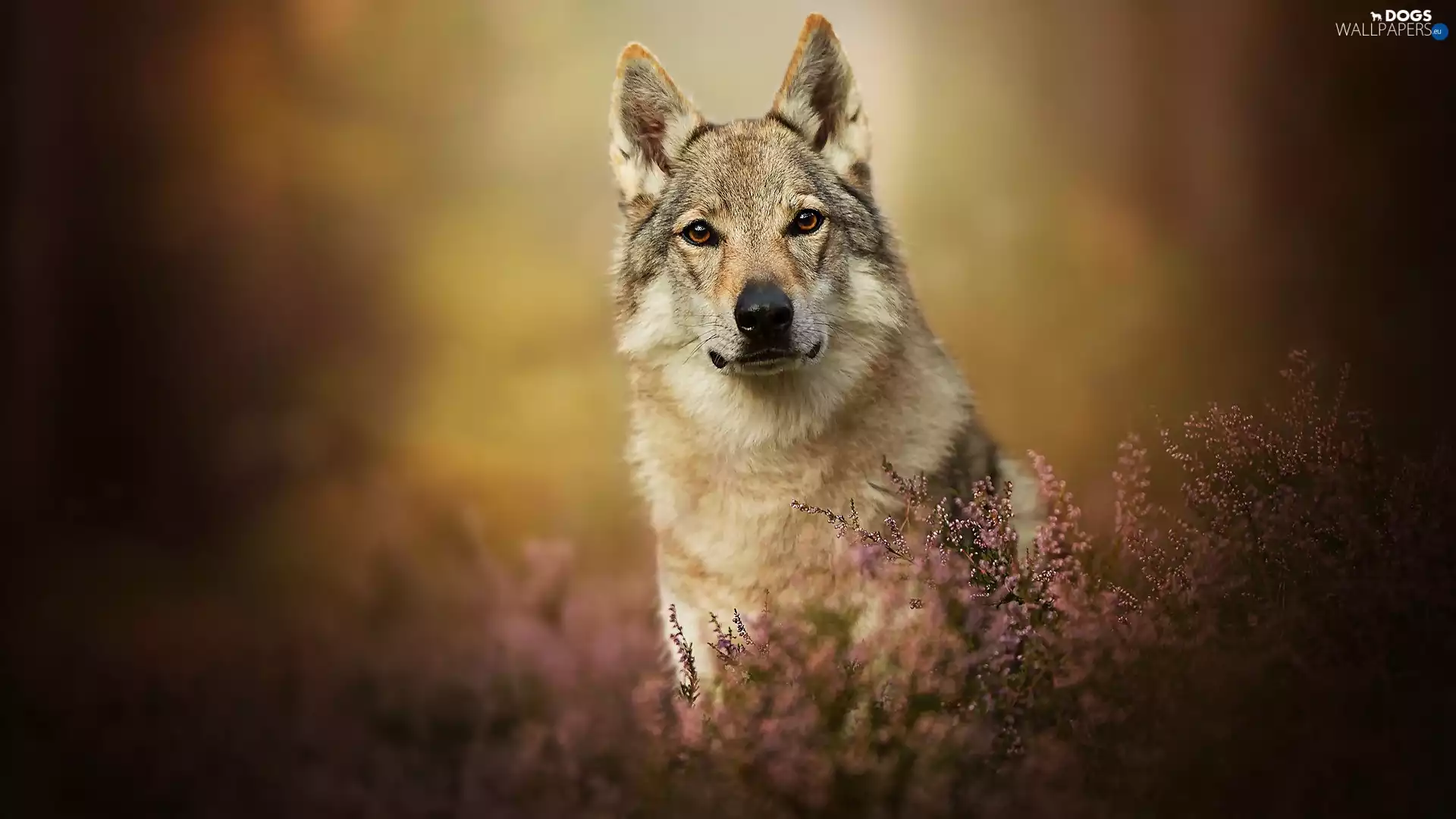 dog, muzzle, heathers, Czechoslovakian Wolfdog