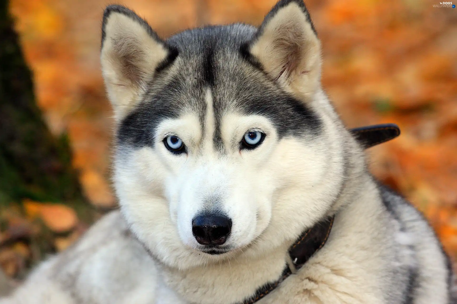 muzzle, Husky