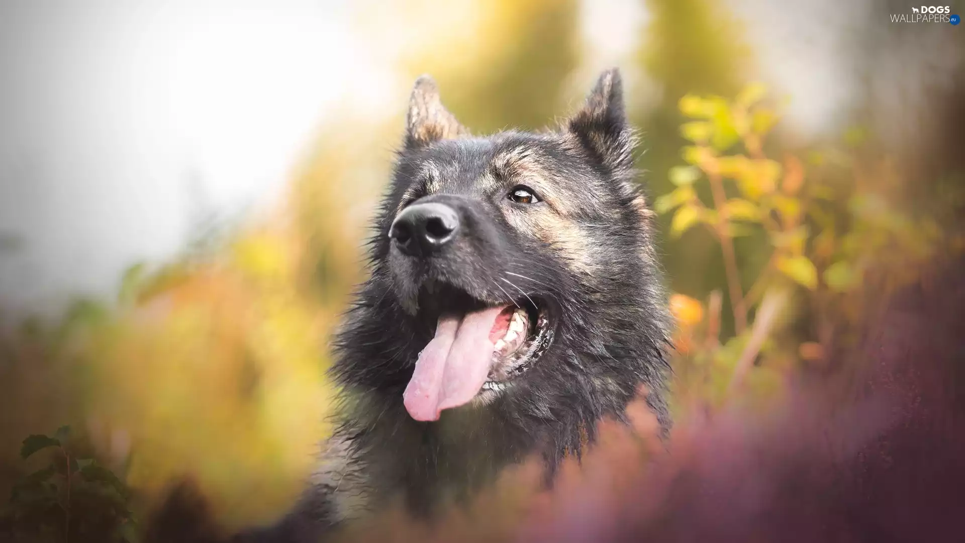 muzzle, dog, Keeshond