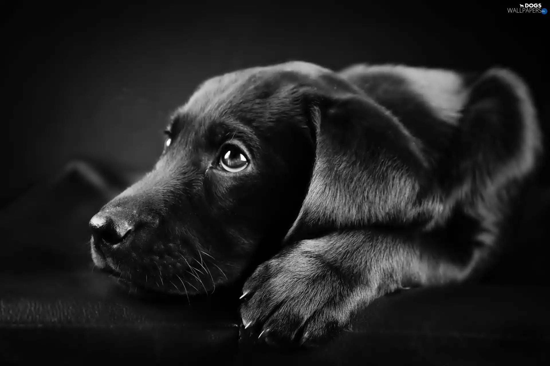 Labrador, muzzle, Black