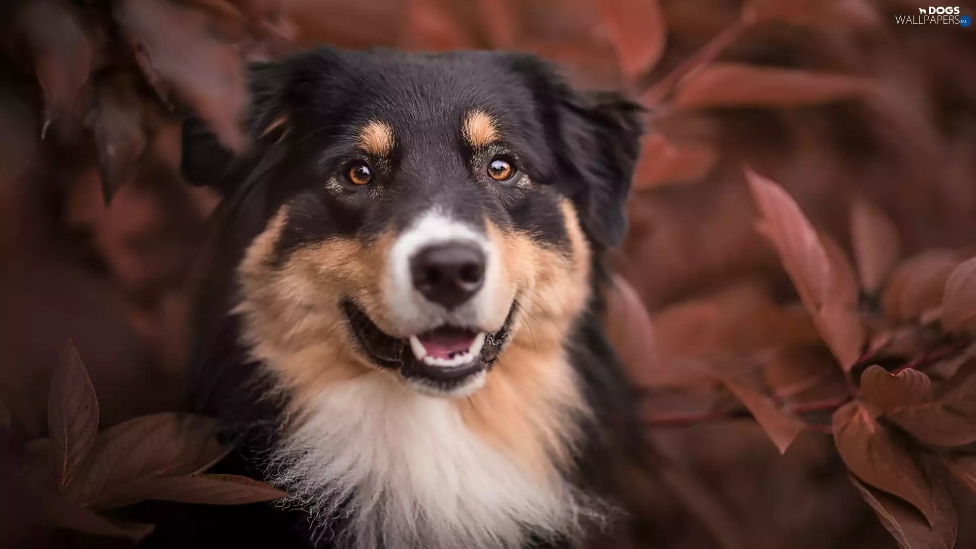 dog, muzzle, Leaf, Australian Shepherd