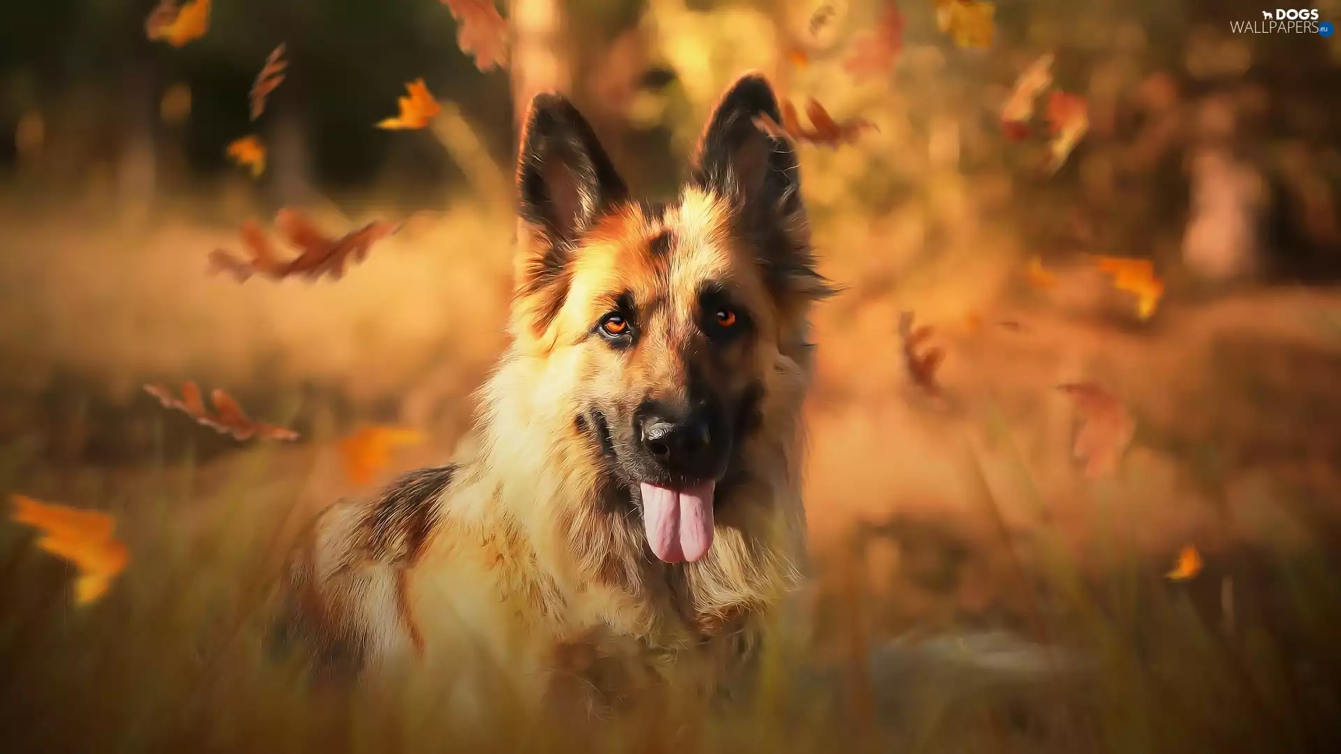 dog, muzzle, Leaf, German Shepherd