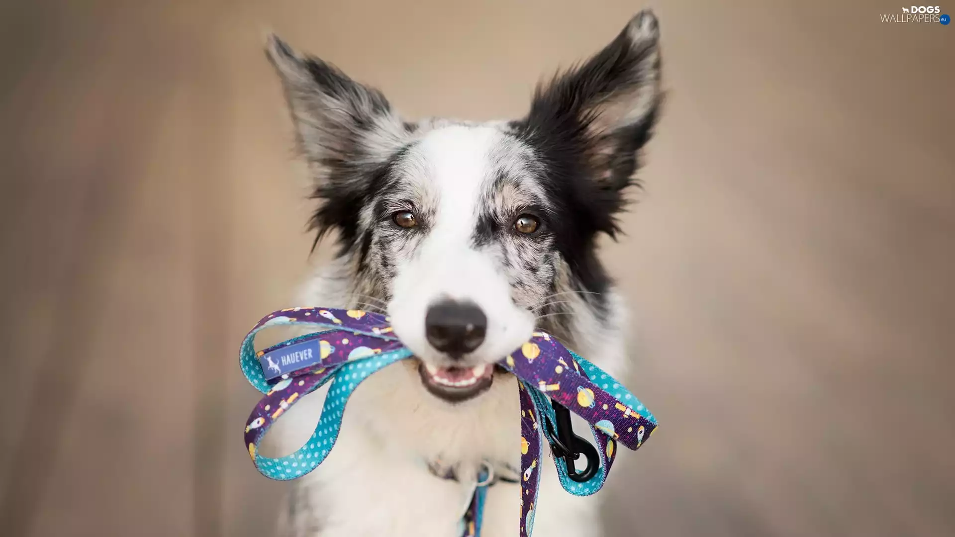 dog, muzzle, Leash, Border Collie