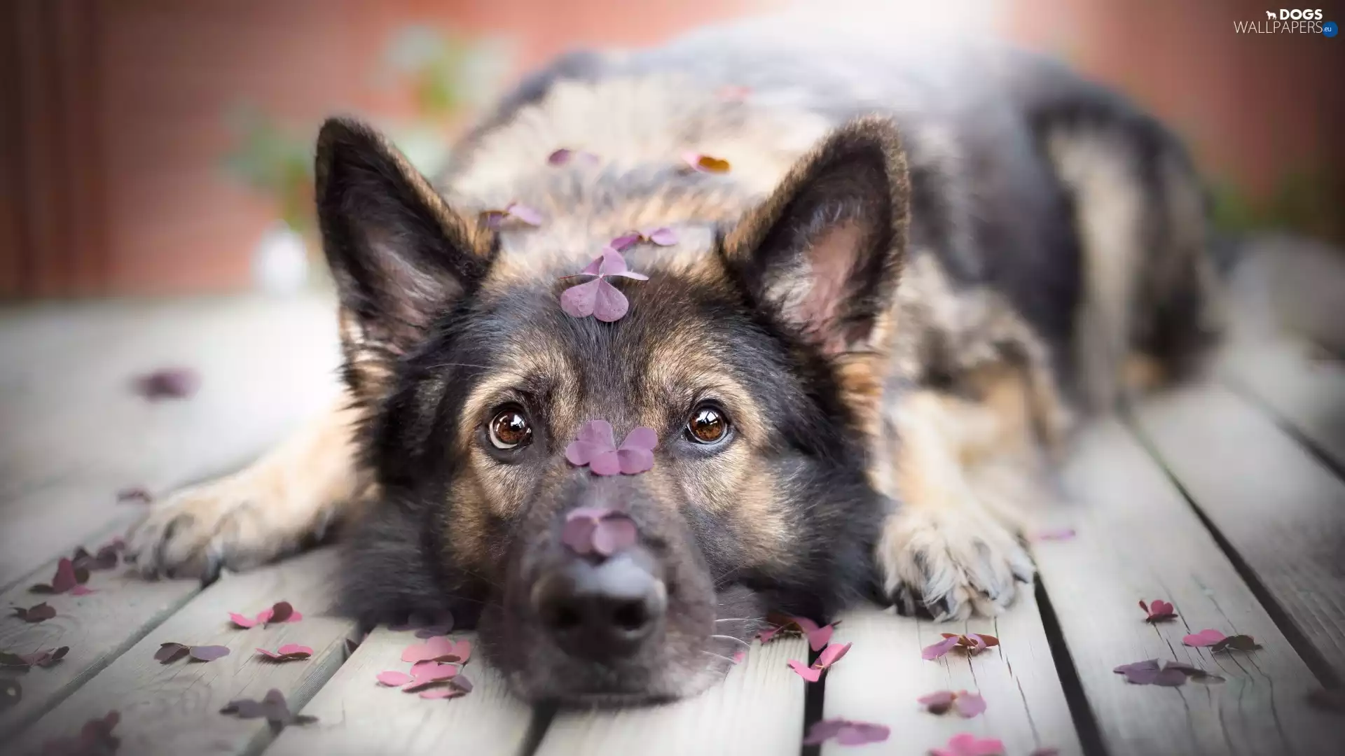 dog, muzzle, leaves, German Shepherd