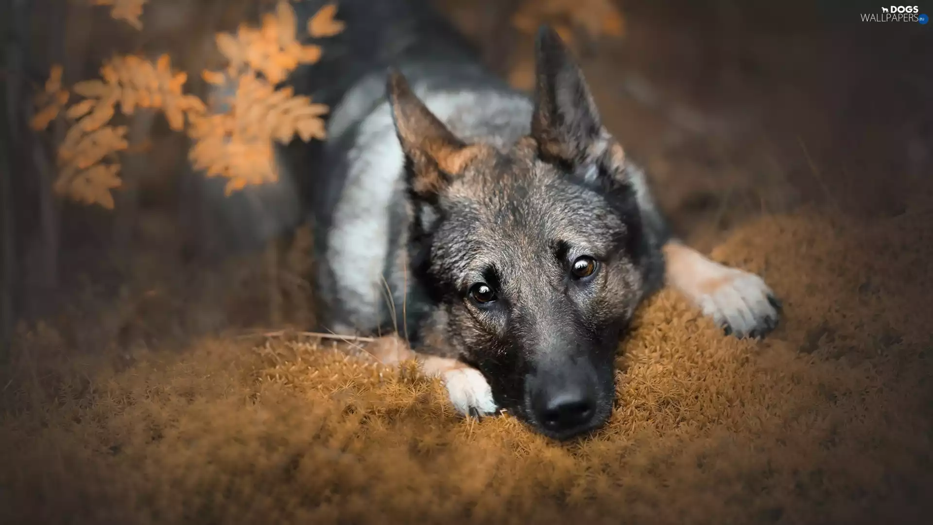 dog, muzzle, litter, German Shepherd