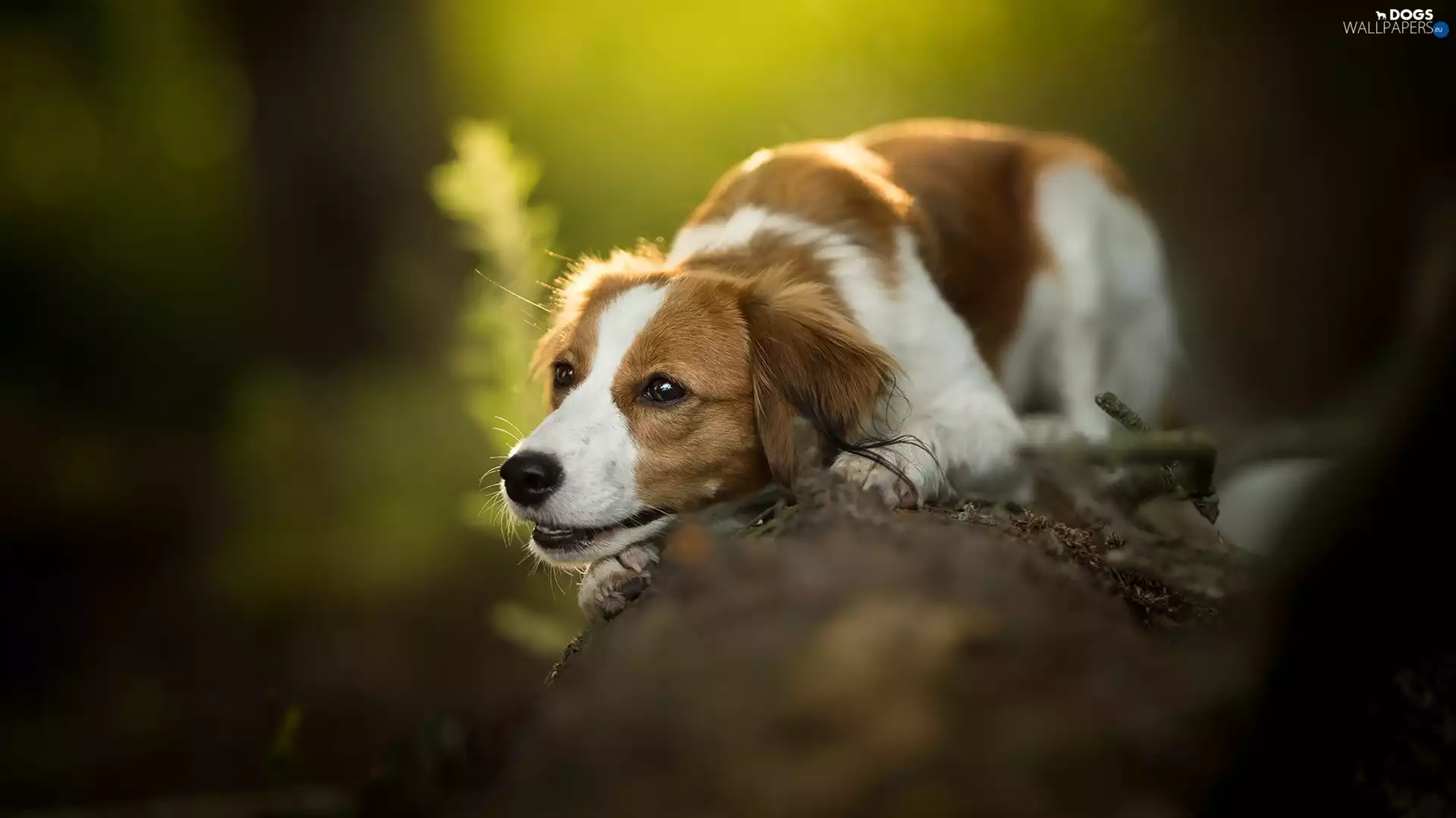 dog, muzzle, log, Alpine Dutch