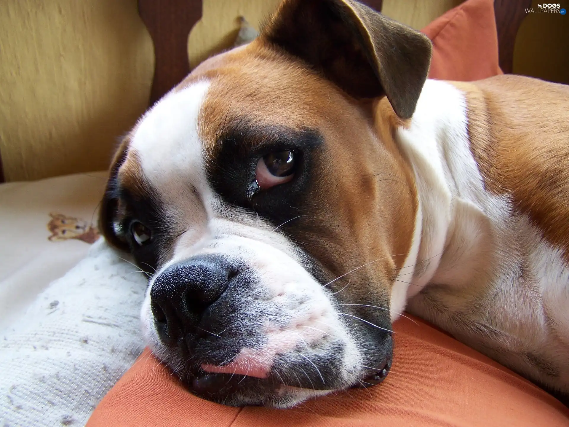 muzzle, The look, boxer