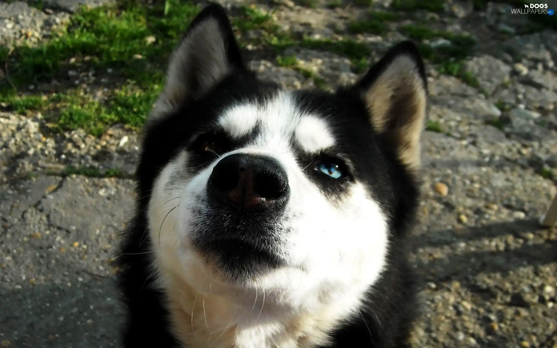 muzzle, The look, Husky
