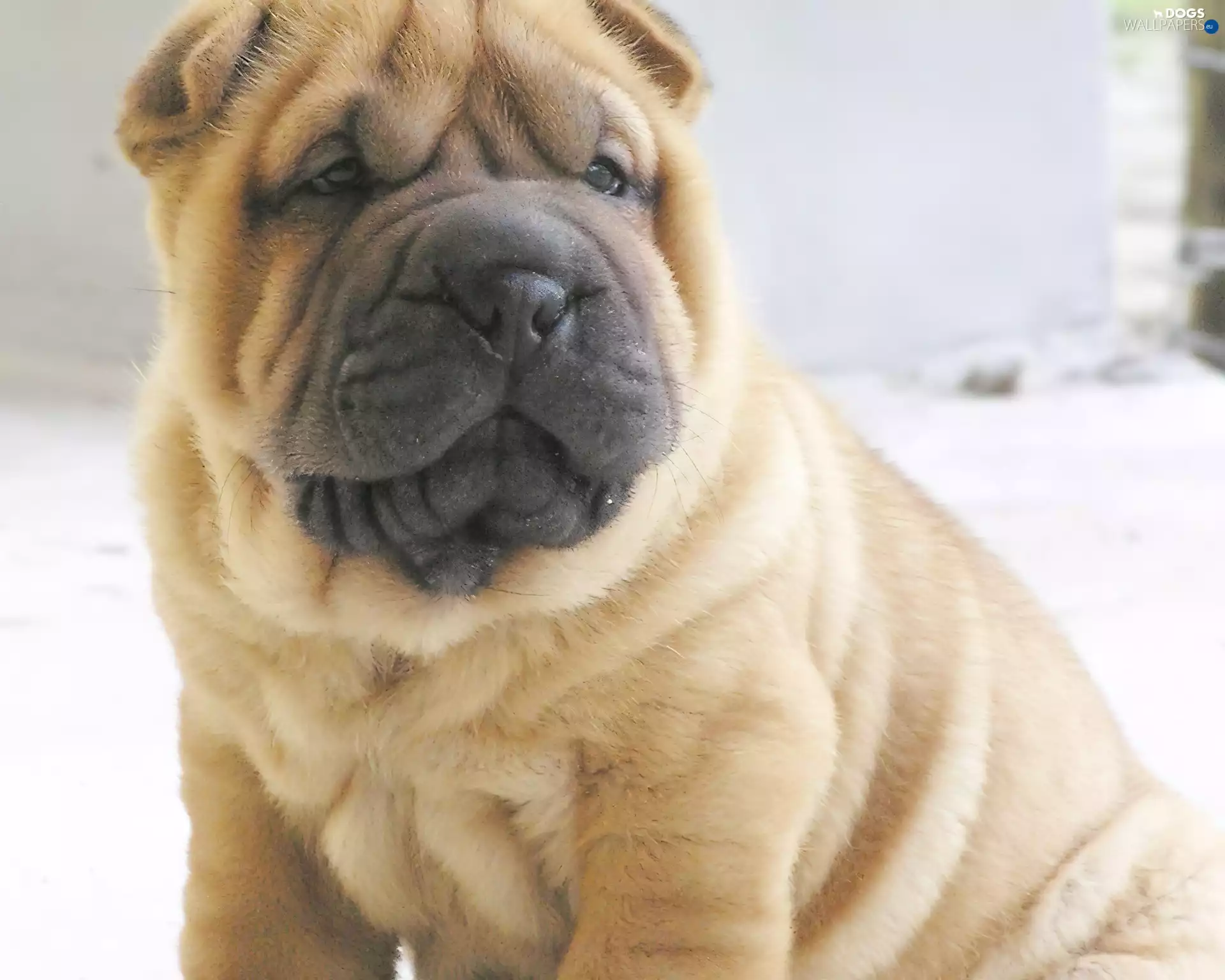 muzzle, Shar Pei