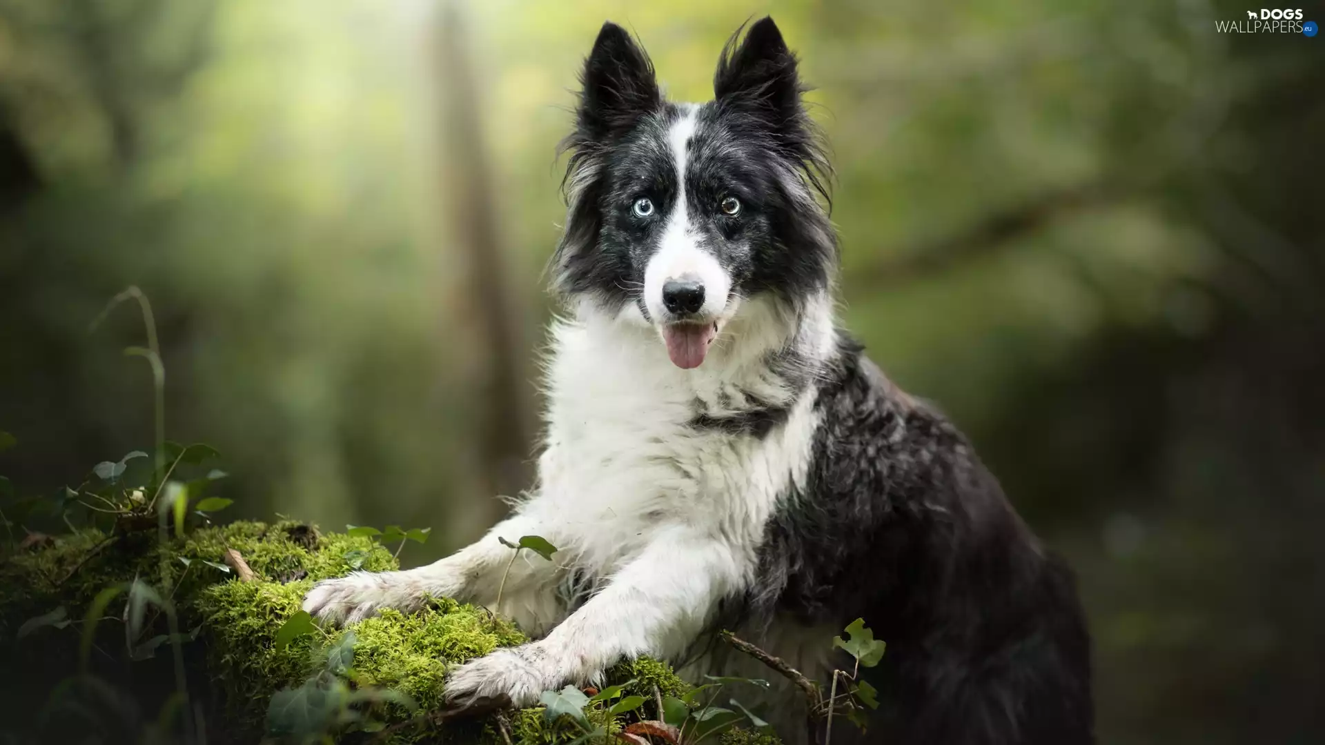 dog, muzzle, Plants, Border Collie
