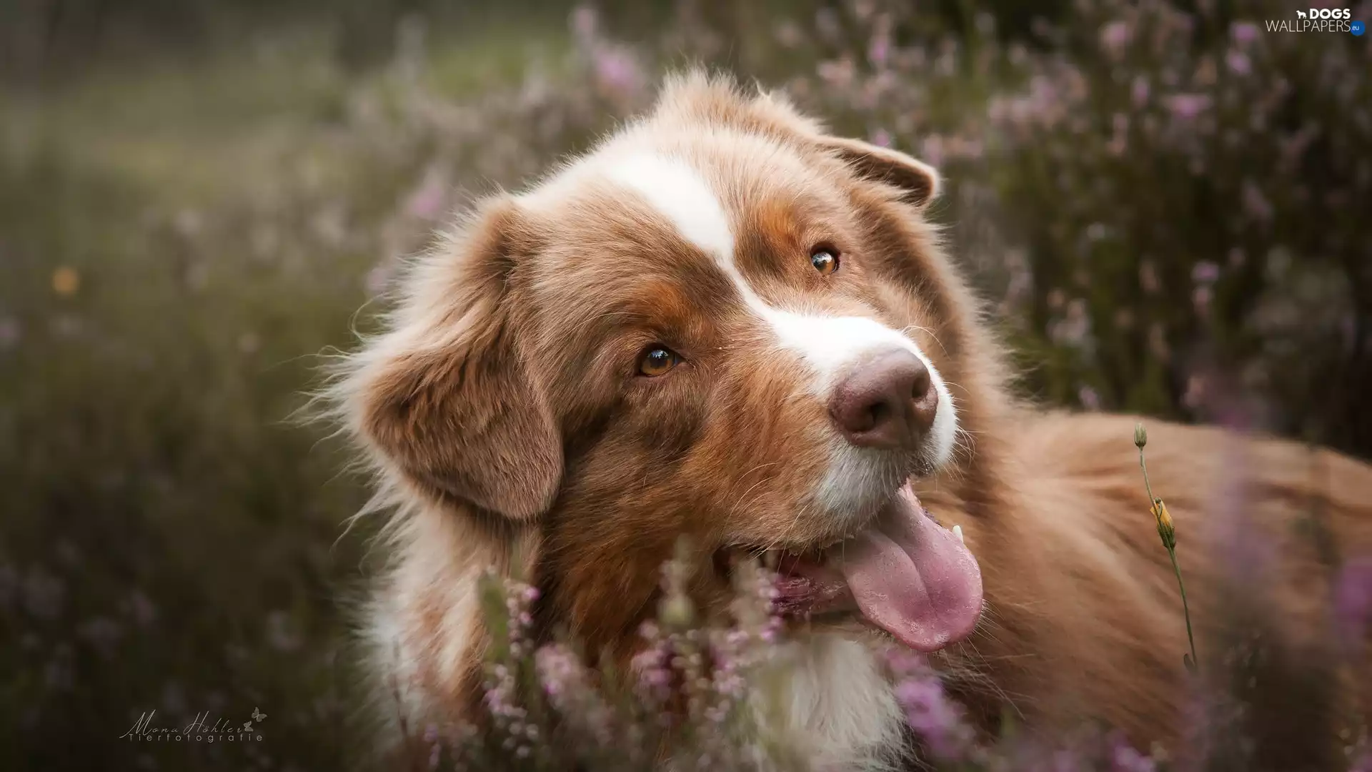 dog, muzzle, Plants, Australian Shepherd