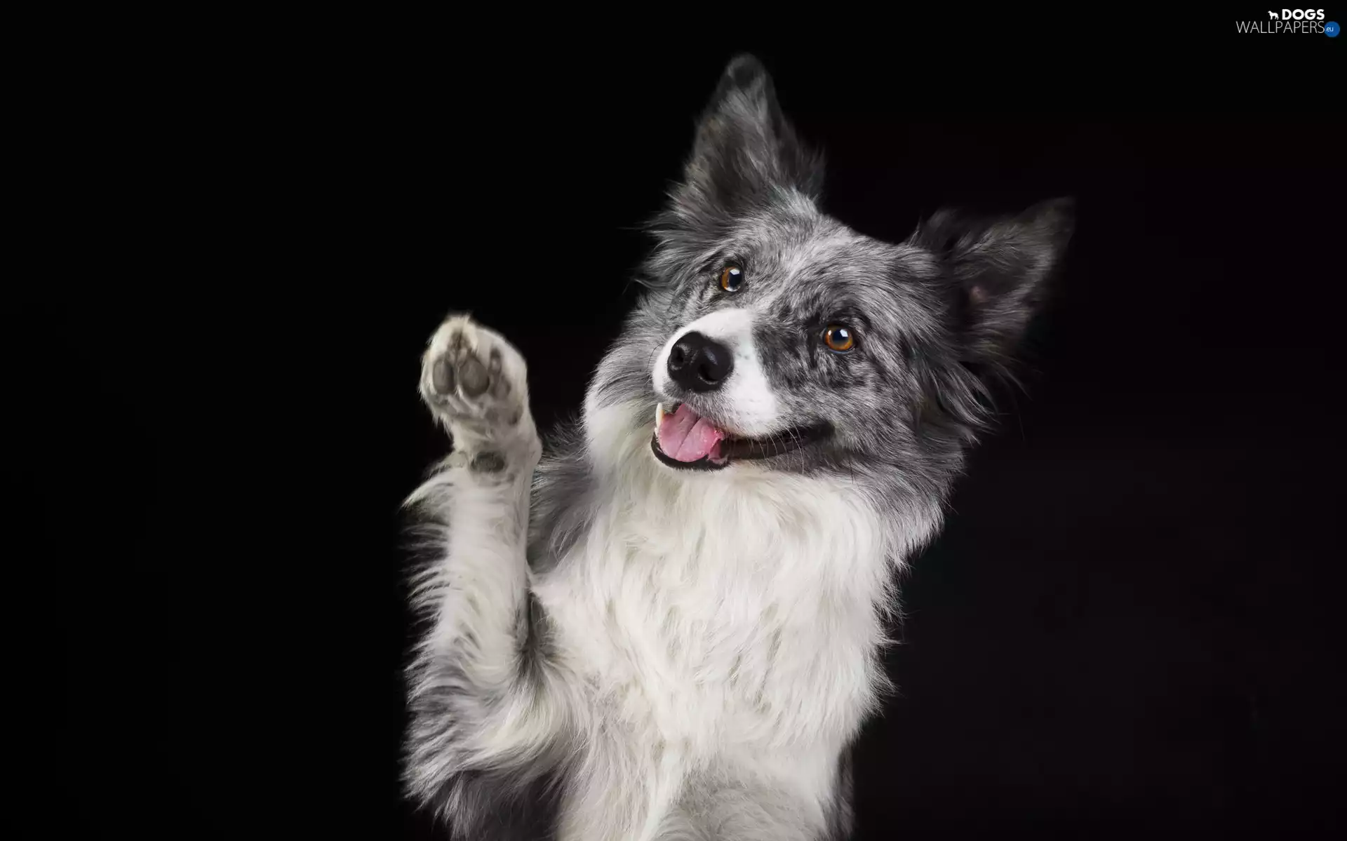 dog, muzzle, pud, Border Collie