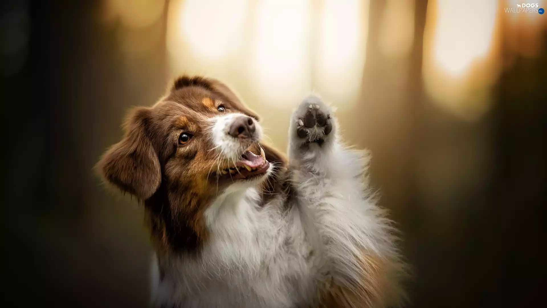dog, muzzle, pud, Australian Shepherd