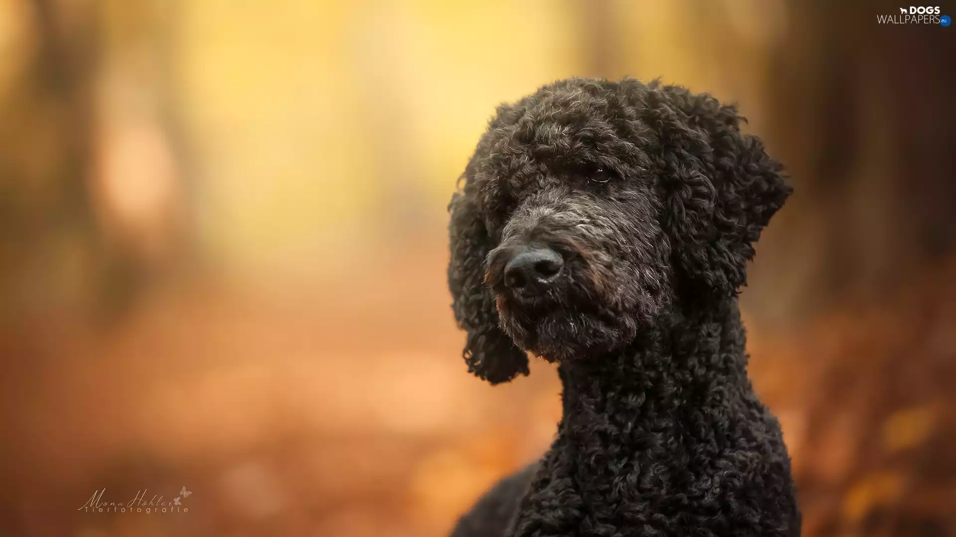 poodle, muzzle, Puppy, Black, dog