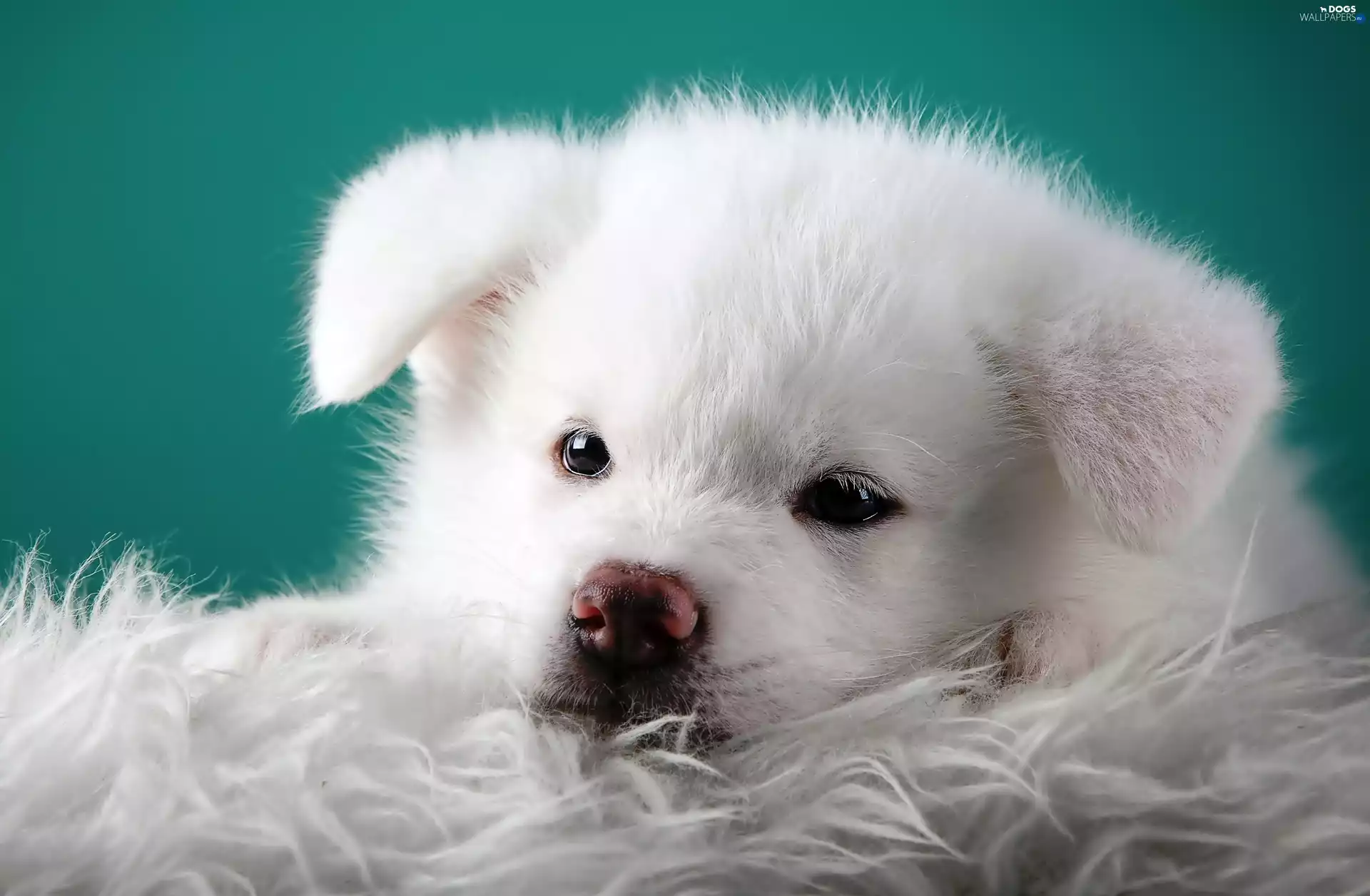 muzzle, White, Puppy