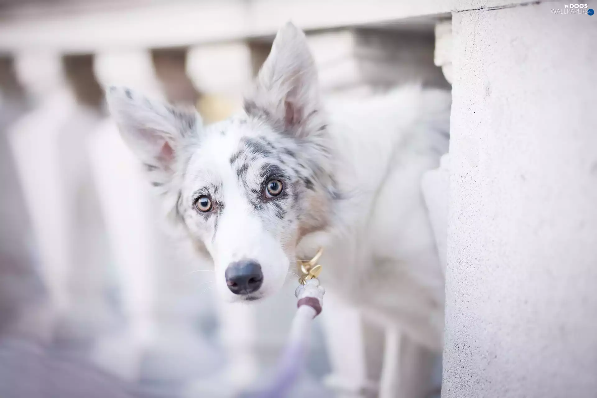 dog, muzzle, railing, Border Collie