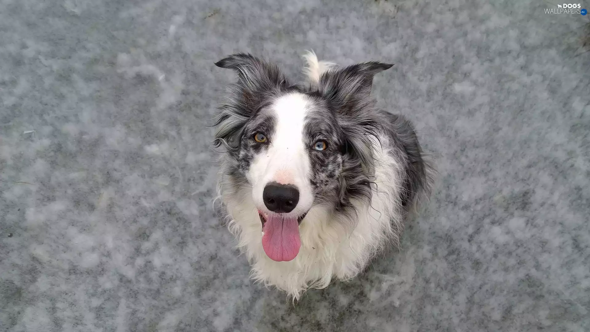 dog, muzzle, rapprochement, Border Collie