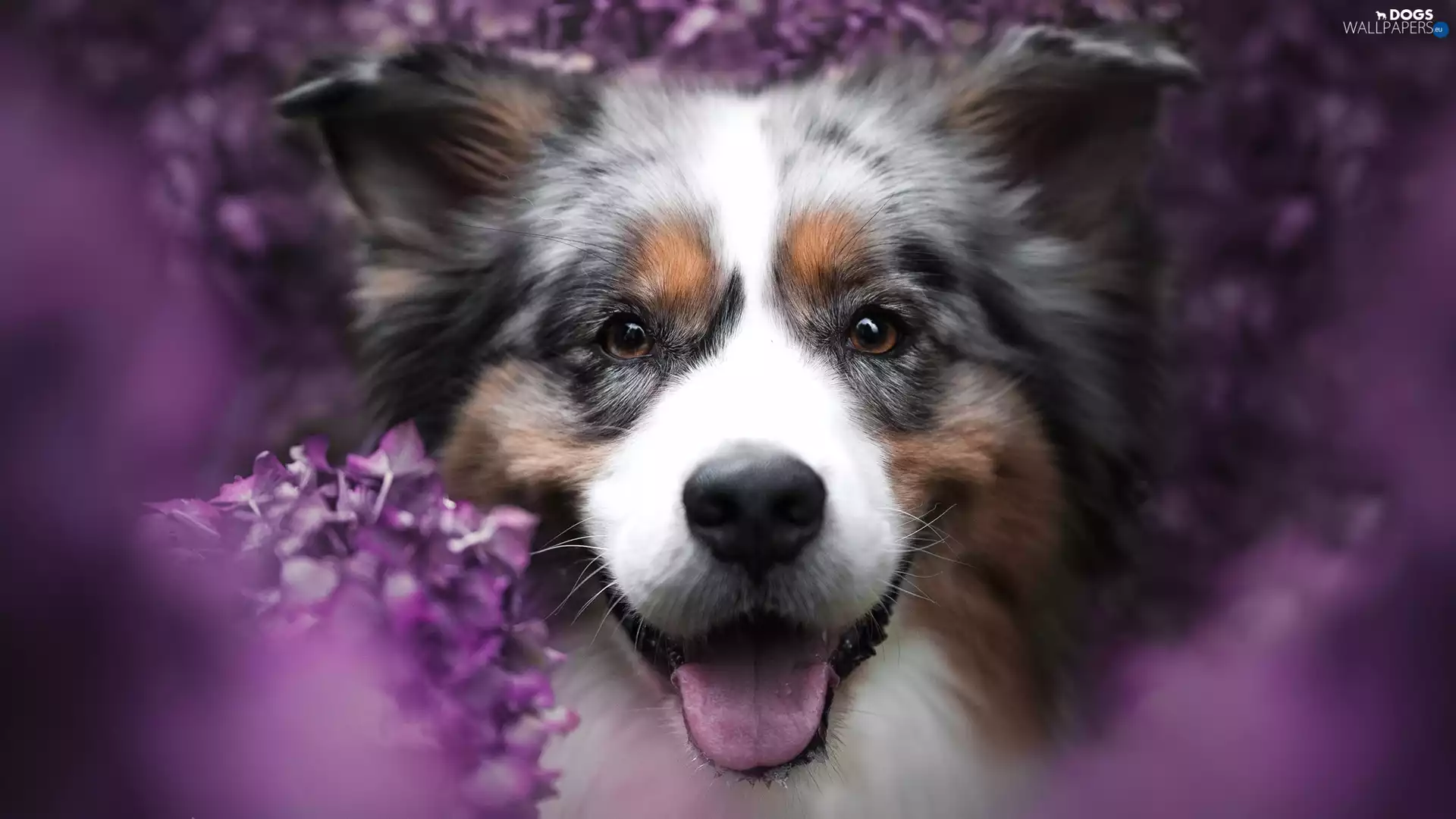 dog, muzzle, rapprochement, Australian Shepherd