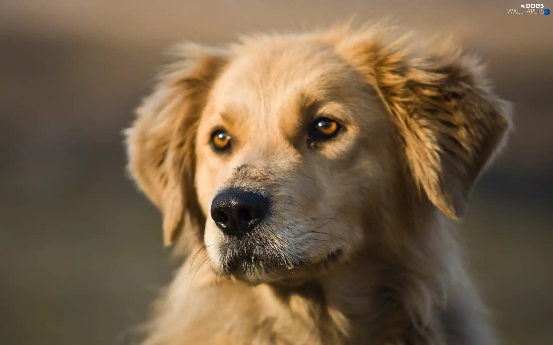 muzzle, Golden Retriever, dog