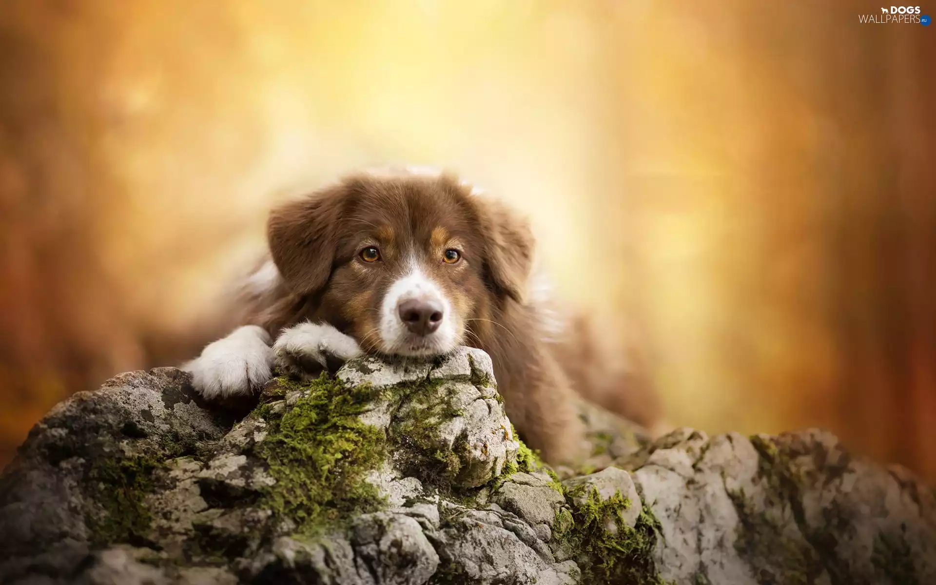 rocks, Australian Shepherd, muzzle