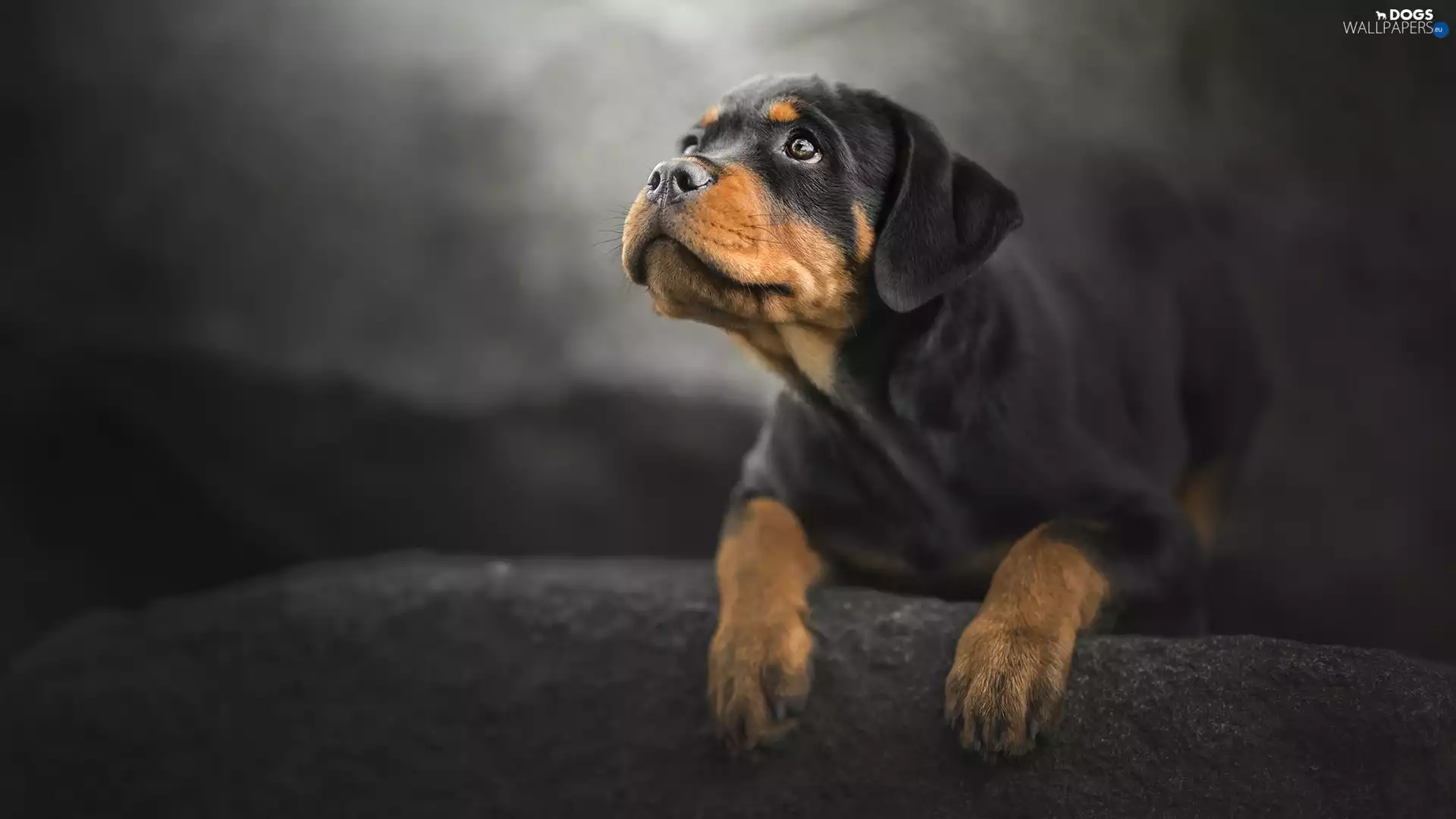 muzzle, Puppy, Rottweiler