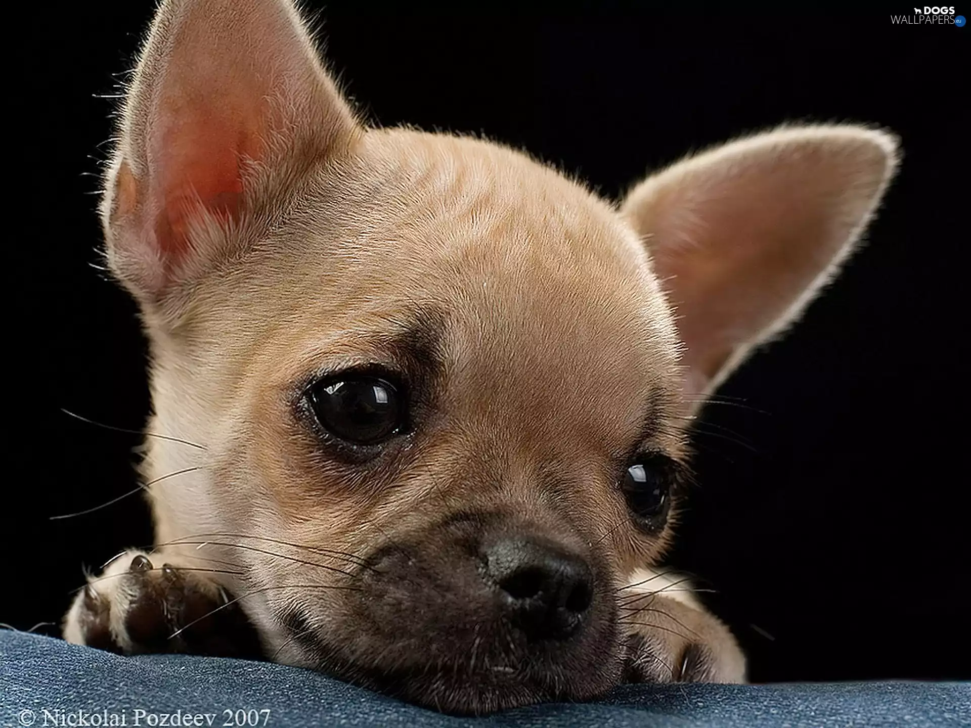 sad, puppy, Chihuahua, muzzle