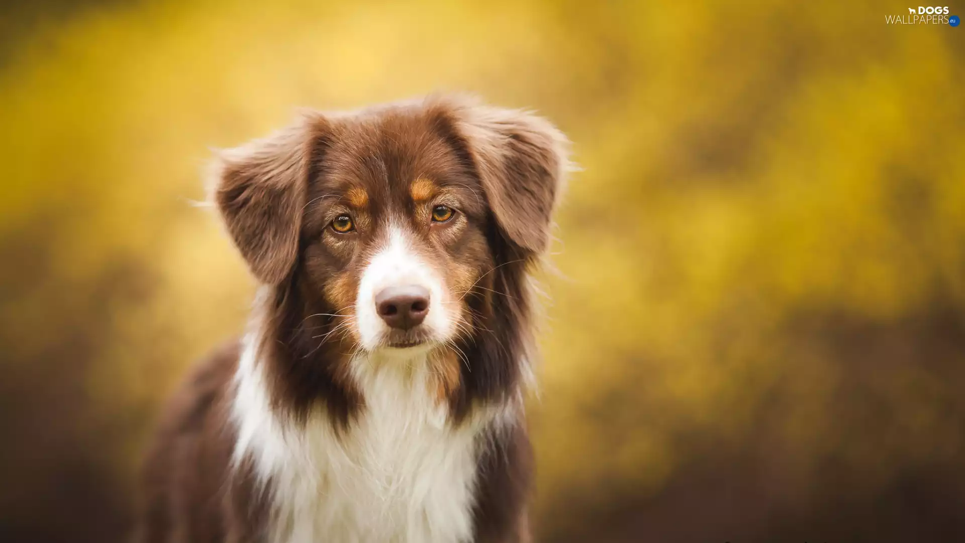 Australian Shepherd, figure, muzzle, Australian Shepherd