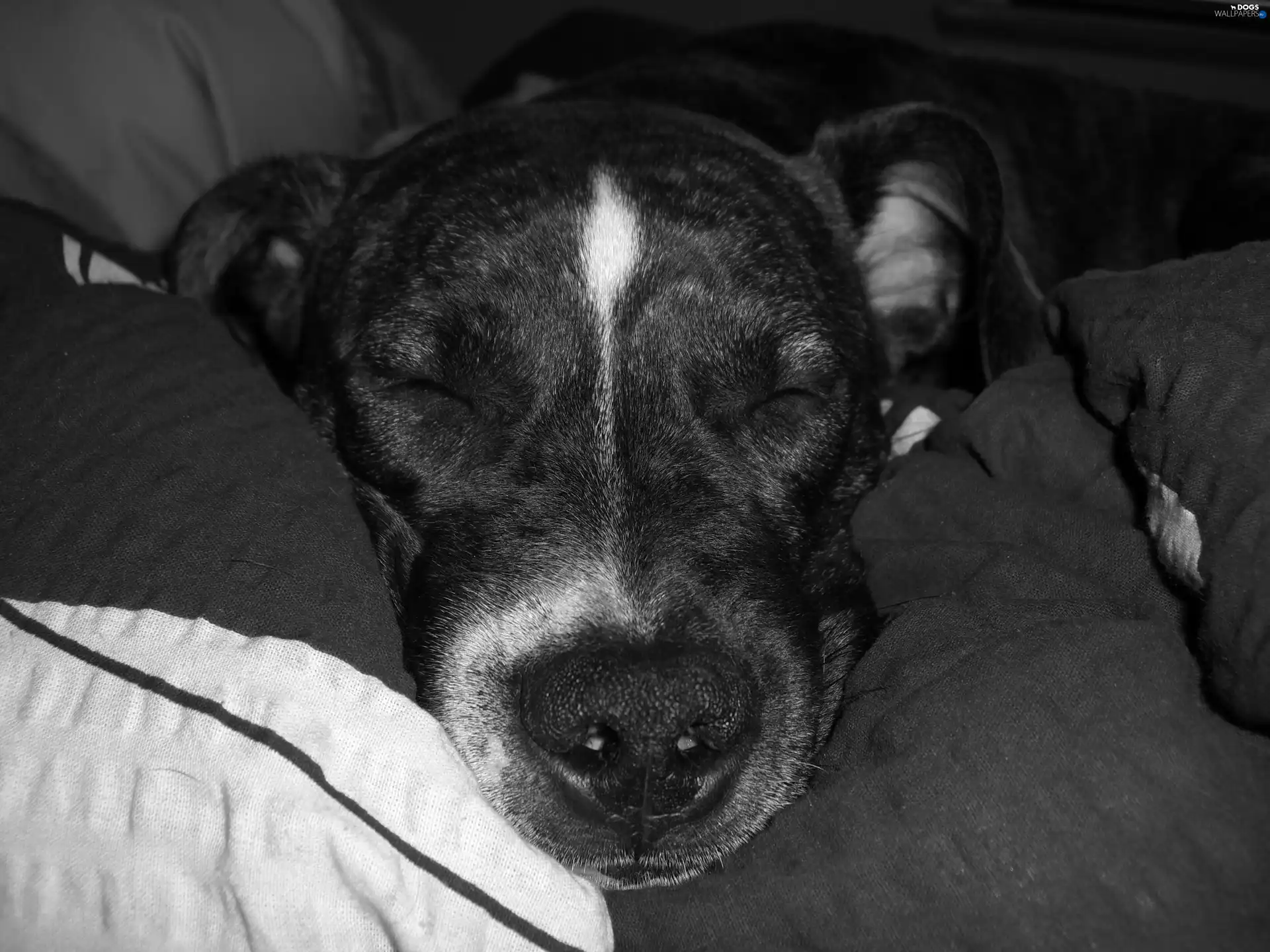 sleepy, muzzle, Amstaff