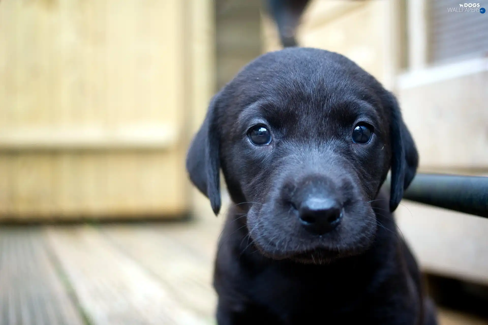 muzzle, Labrador, small, puppie