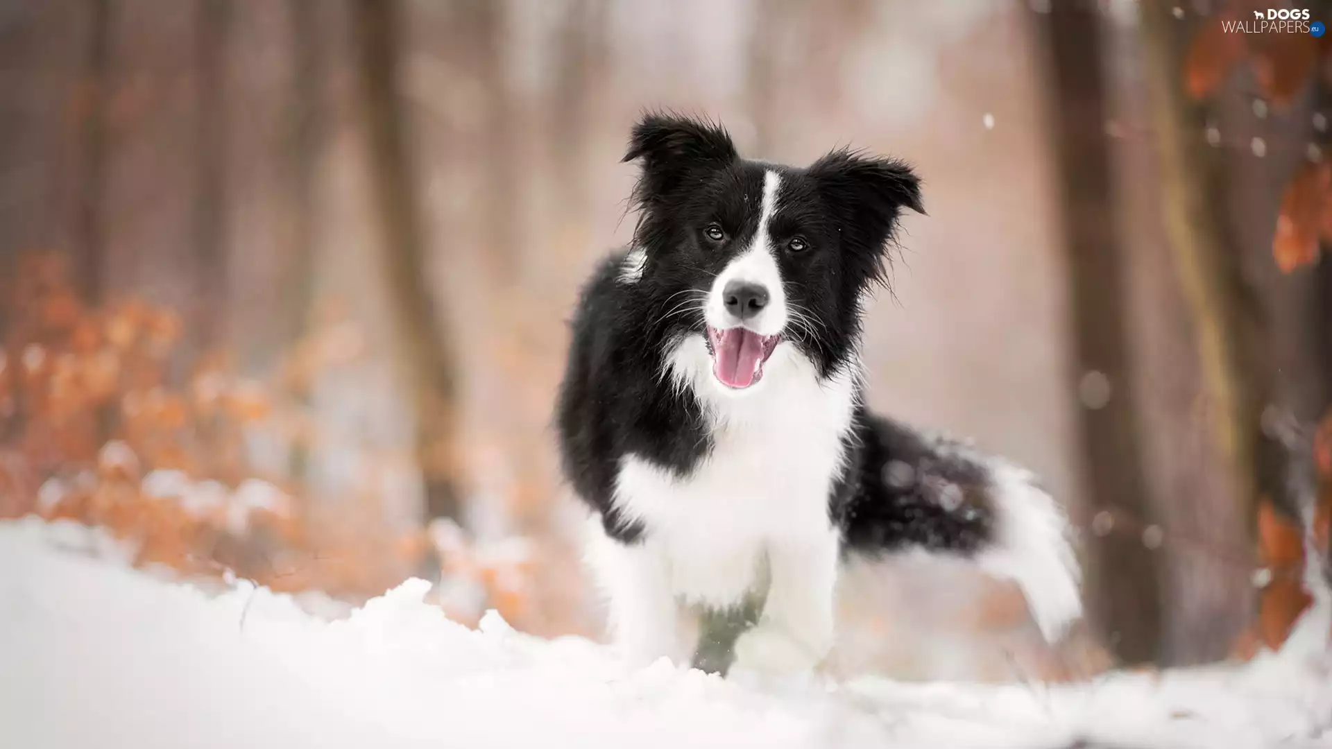dog, muzzle, snow, Border Collie