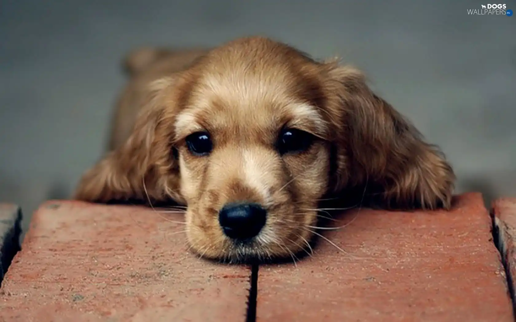 Spaniel, muzzle, Cocker