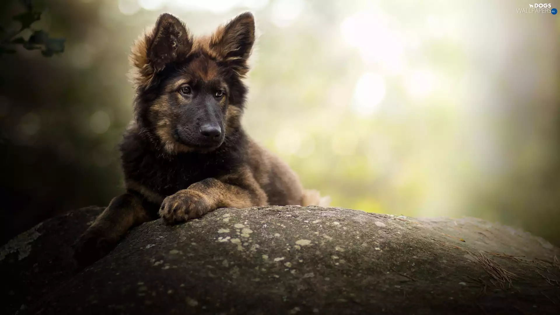 Puppy, muzzle, Stone, German Shepherd