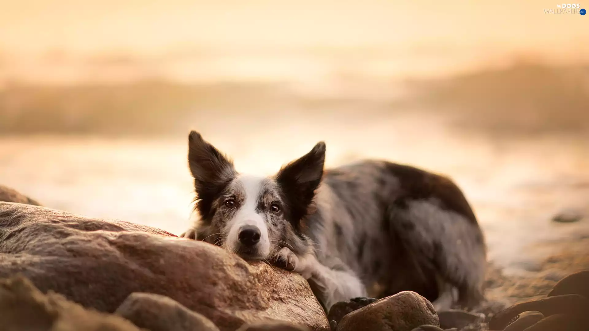 dog, muzzle, Stones, Border Collie