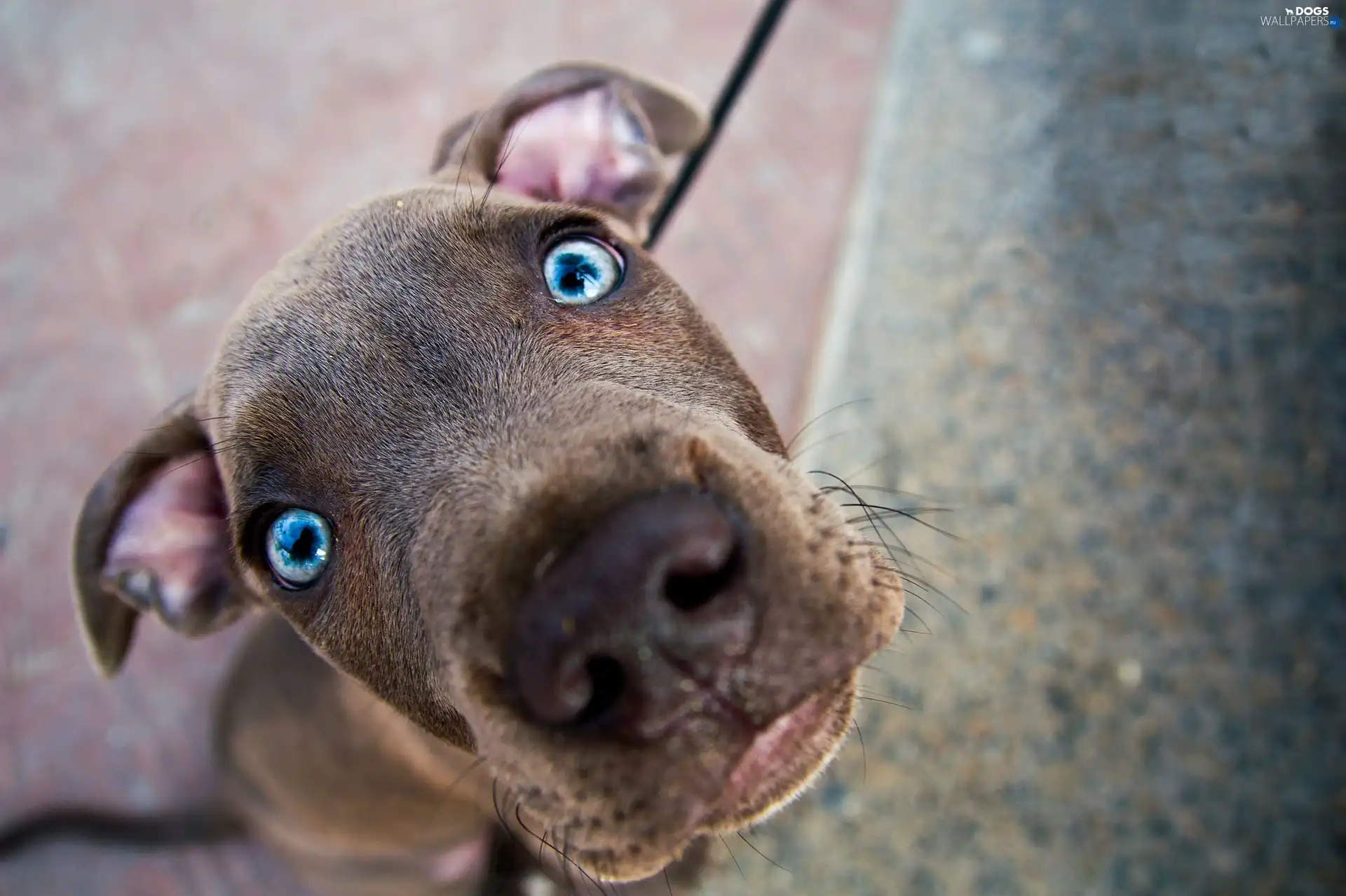 Sweet, muzzle, dog